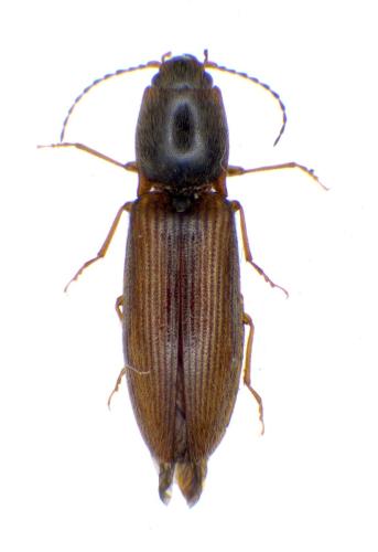 Réf. 338 016 : Athous vittatus